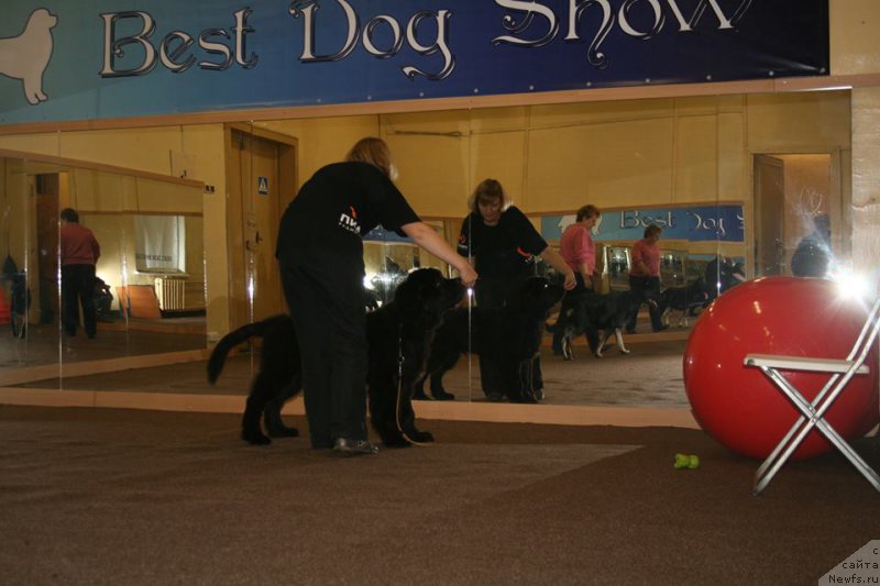 Фото: ньюфаундленд Chernaya Mafia Short and Sweet (Черная Мафия Шорт анд Свеет)