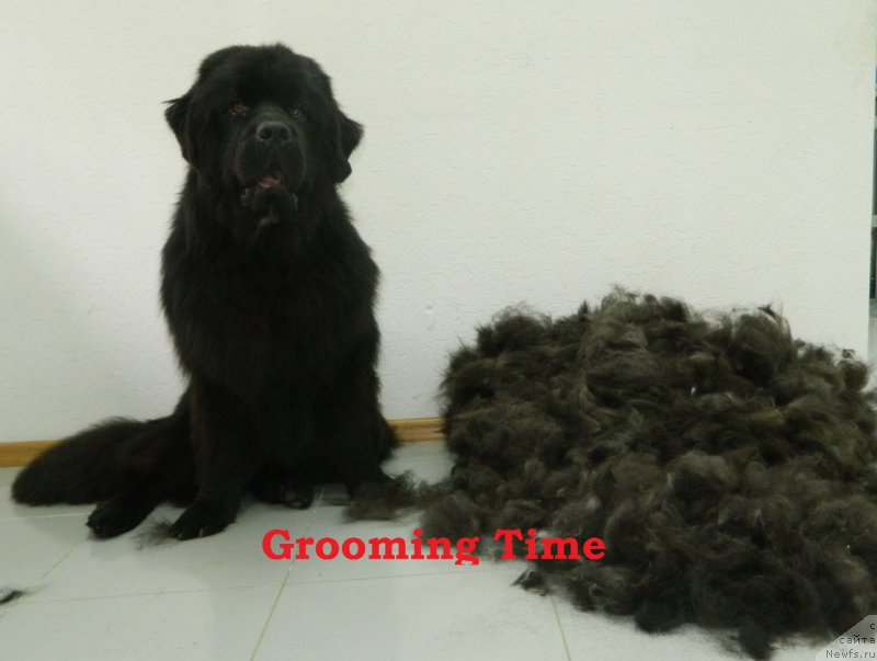 Фото: ньюфаундленд Cezarion Oliver Grey (Цезарион Оливер Грей)