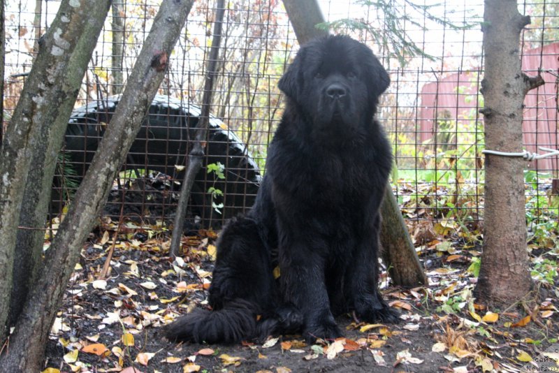 Фото: ньюфаундленд Chernaya Mafia Must Have (Черная Мафия Муст Хаве)