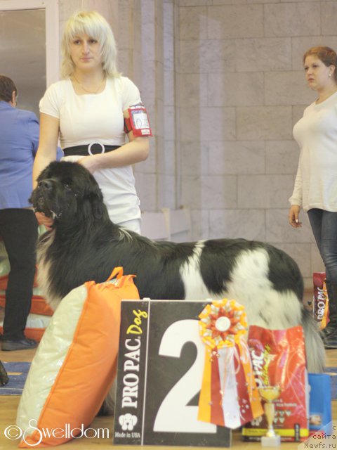 Фото: ньюфаундленд Plushevaya Panda Ferrero Rond Noir (Плюшевая Панда Ферреро Ронд Нуар)