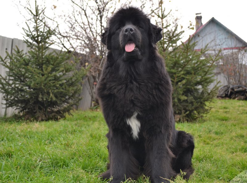 Фото: ньюфаундленд Talisman Morya Mishel' (Талисман Моря Мишель)