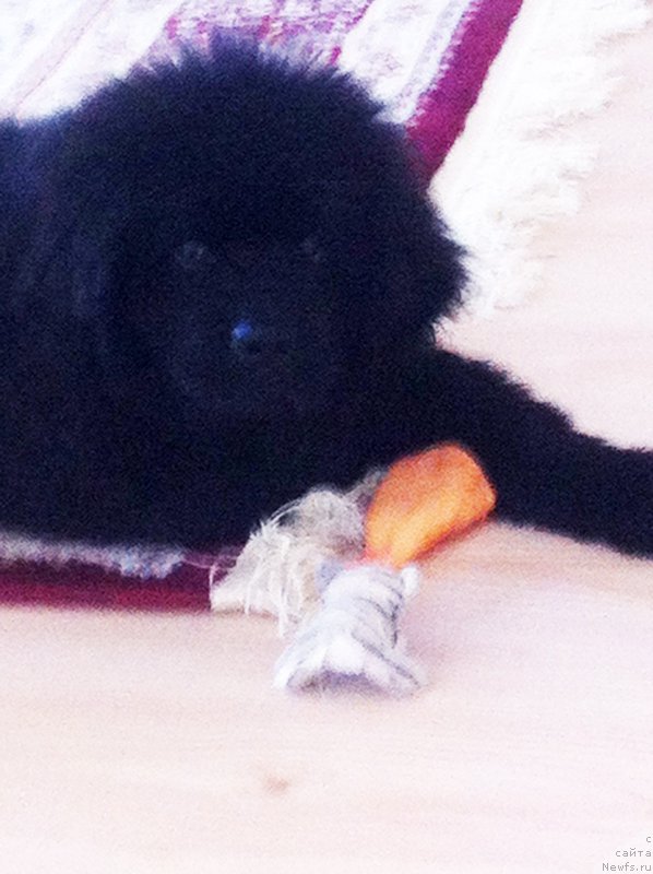 Фотография № 166068