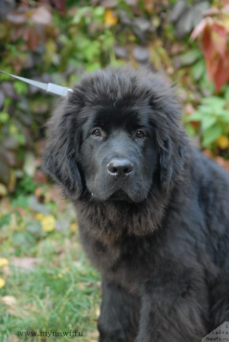 Фото: ньюфаундленд Sent Djons Larel Leolanda (Сент Джонс Ларель Леоланда)