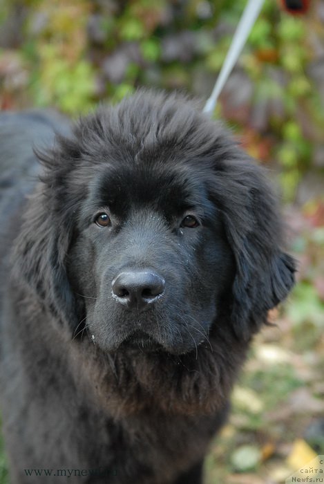 Фото: ньюфаундленд Sent Djons Larel Leolanda (Сент Джонс Ларель Леоланда)