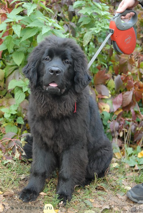 Фото: ньюфаундленд Sent Djons Larel Leolanda (Сент Джонс Ларель Леоланда)