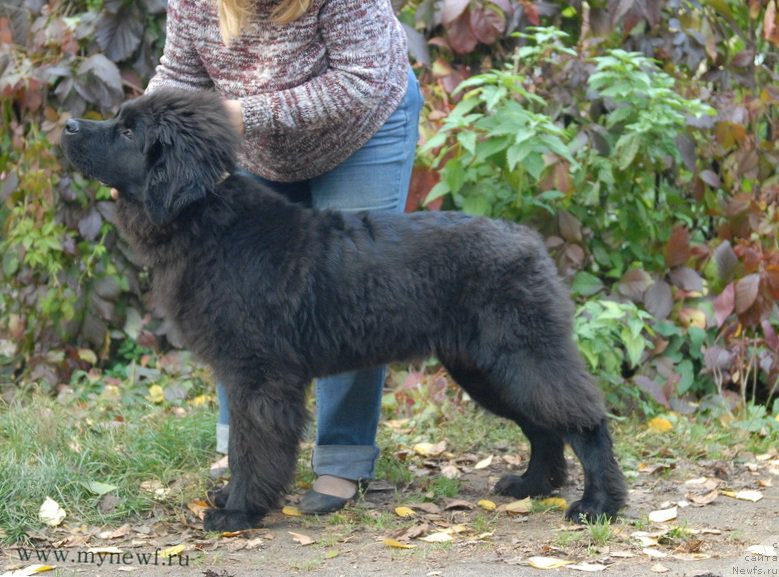 Фотография № 166128