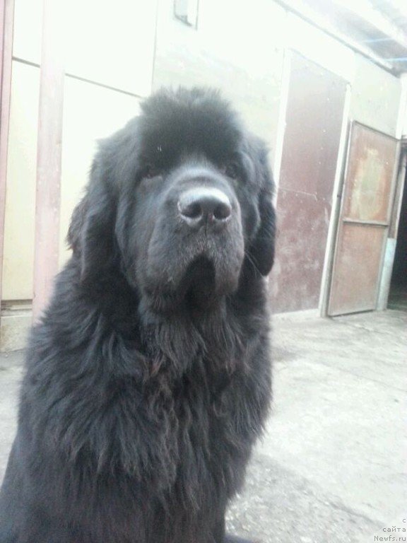 Фото: ньюфаундленд Sent Djons Zaura (Сент Джонс Заура)