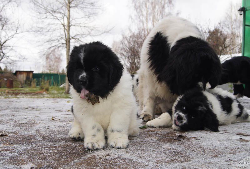 Фото: ньюфаундленд Super Premium Zheneva (Супер Премиум Женева), ньюфаундленд Super Bizon Mursielaga (Супер Бизон Мурсиелага), ньюфаундленд Super Bizon Malina (Супер Бизон Малина)