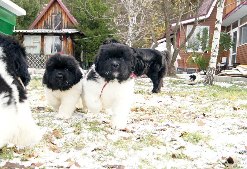 Фото: ньюфаундленд Super Bizon Melodiya (Супер Бизон Мелодия), ньюфаундленд Super Bizon Matil'da (Супер Бизон Матильда)