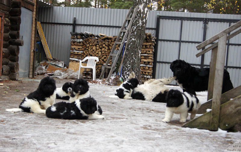 Фото: ньюфаундленд Super Bizon Maybah (Супер Бизон Майбах), ньюфаундленд Super Bizon Maestro (Супер Бизон Маэстро), ньюфаундленд Super Bizon Miroslava (Супер Бизон Мирослава), ньюфаундленд Super Bizon Malina (Супер Бизон Малина), ньюфаундленд Super Bizon Matil'da (Супер Бизон Матильда), ньюфаундленд Super Bizon Mursielaga (Супер Бизон Мурсиелага), ньюфаундленд Super Bizon Melodiya (Супер Бизон Мелодия)