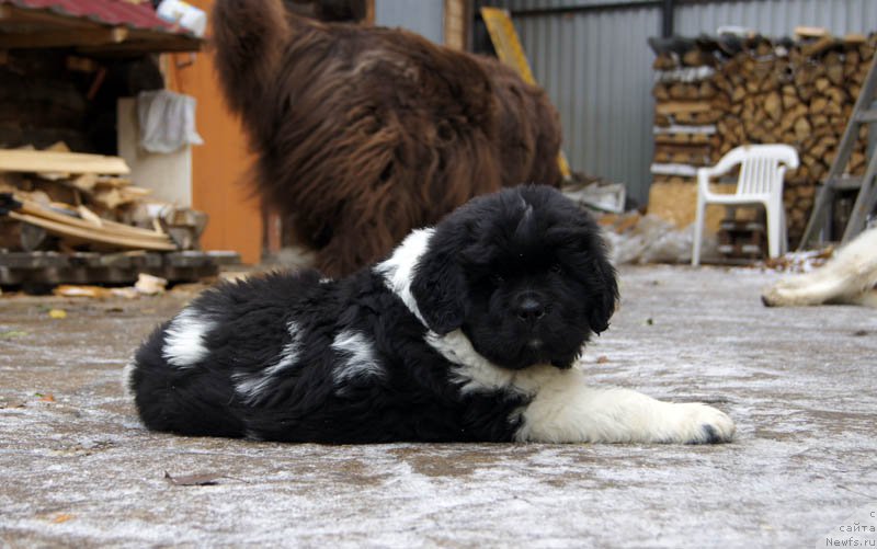 Фото: ньюфаундленд Super Bizon Matil'da (Супер Бизон Матильда)