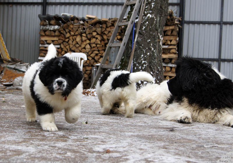 Фото: ньюфаундленд Super Bizon Mursielaga (Супер Бизон Мурсиелага)