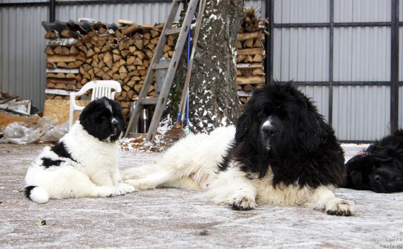 Фото: ньюфаундленд Super Bizon Malina (Супер Бизон Малина), ньюфаундленд Super Premium Zheneva (Супер Премиум Женева)