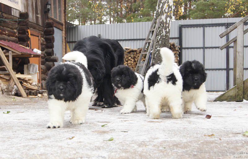 Фото: ньюфаундленд Super Bizon Matil'da (Супер Бизон Матильда), ньюфаундленд Super Bizon Melodiya (Супер Бизон Мелодия)