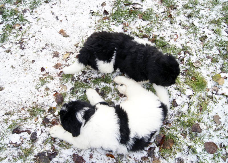 Фото: ньюфаундленд Super Bizon Mursielaga (Супер Бизон Мурсиелага), ньюфаундленд Super Bizon Maybah (Супер Бизон Майбах)