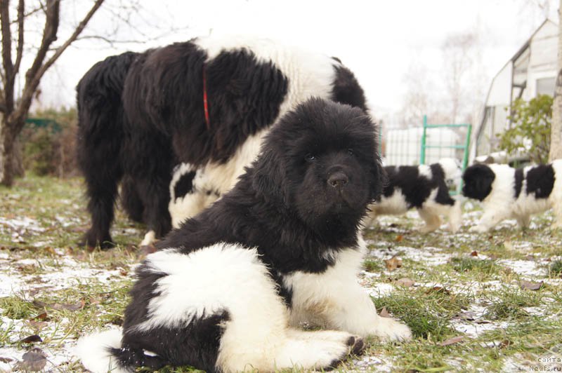 Фото: ньюфаундленд Super Bizon Maybah (Супер Бизон Майбах)