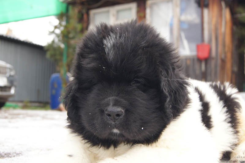 Фото: ньюфаундленд Super Bizon Maestro (Супер Бизон Маэстро)