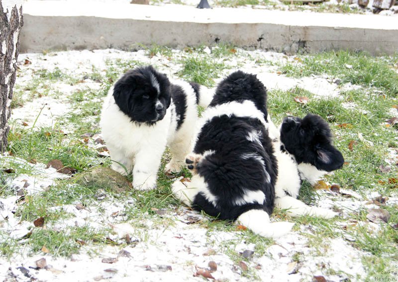 Фото: ньюфаундленд Super Bizon Malina (Супер Бизон Малина), ньюфаундленд Super Bizon Matil'da (Супер Бизон Матильда), ньюфаундленд Super Bizon Miroslava (Супер Бизон Мирослава)