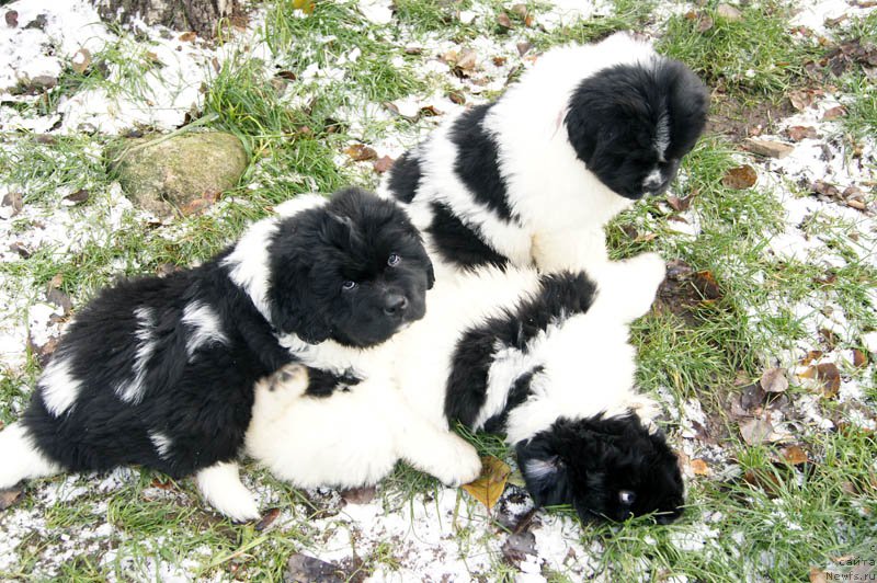 Фото: ньюфаундленд Super Bizon Malina (Супер Бизон Малина), ньюфаундленд Super Bizon Matil'da (Супер Бизон Матильда), ньюфаундленд Super Bizon Miroslava (Супер Бизон Мирослава)