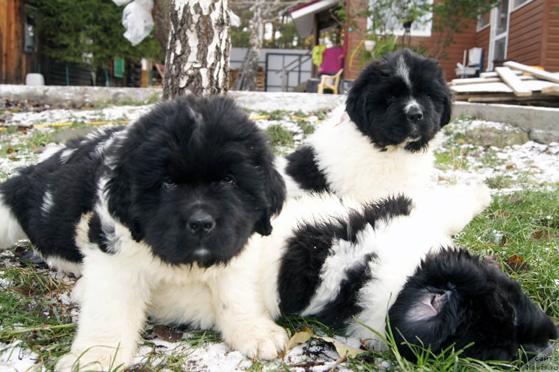 Фотография № 166196