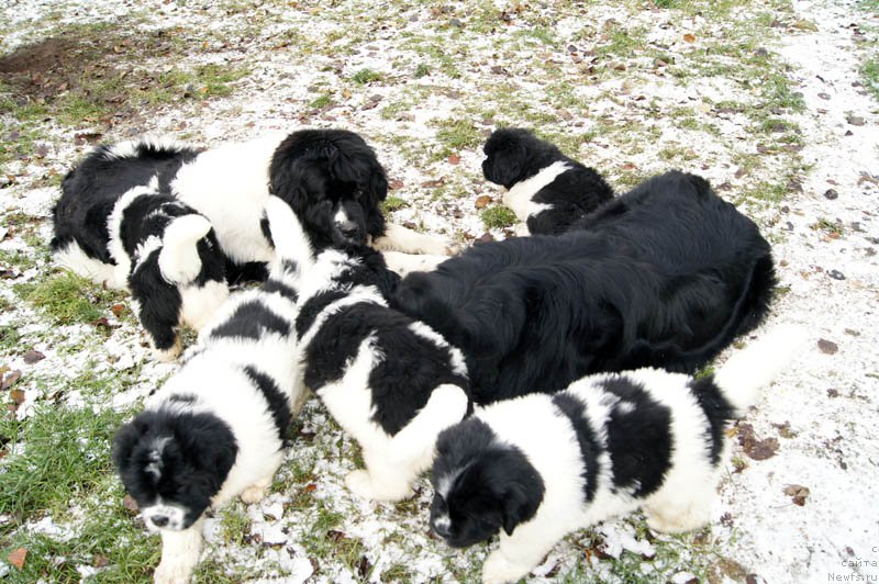 Фотография № 166197