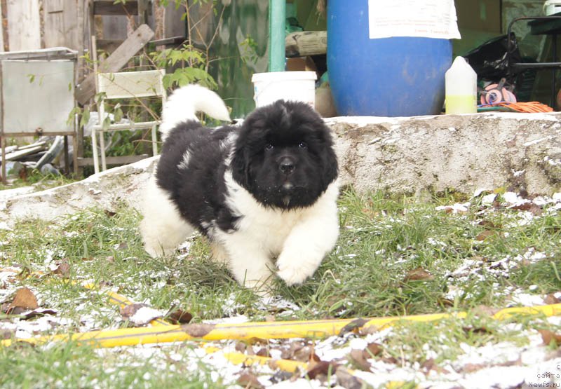 Фотография № 166199