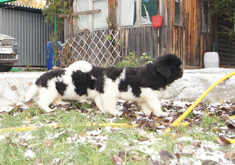 Фото: ньюфаундленд Super Bizon Maybah (Супер Бизон Майбах)