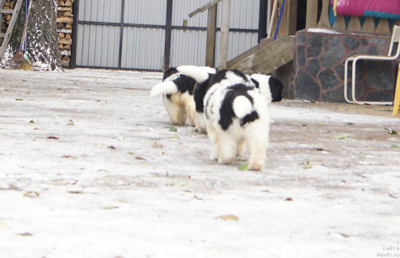 Фото: дети, ньюфаундленд Super Premium Zheneva (Супер Премиум Женева), ньюфаундленд Callistos Blitzen, ньюфаундленд Super Bizon Maestro (Супер Бизон Маэстро), ньюфаундленд Super Bizon Maybah (Супер Бизон Майбах), ньюфаундленд Super Bizon Mursielaga (Супер Бизон Мурсиелага), ньюфаундленд Super Bizon Miroslava (Супер Бизон Мирослава), ньюфаундленд Super Bizon Malina (Супер Бизон Малина), ньюфаундленд Super Bizon Melodiya (Супер Бизон Мелодия), ньюфаундленд Super Bizon Matil'da (Супер Бизон Матильда)