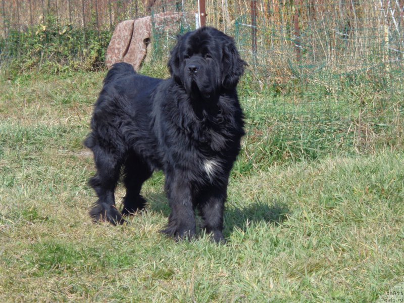 Фото: ньюфаундленд Super Premium Liniel Daylirring (Супер Премиум Линиэль Дайлиррин)