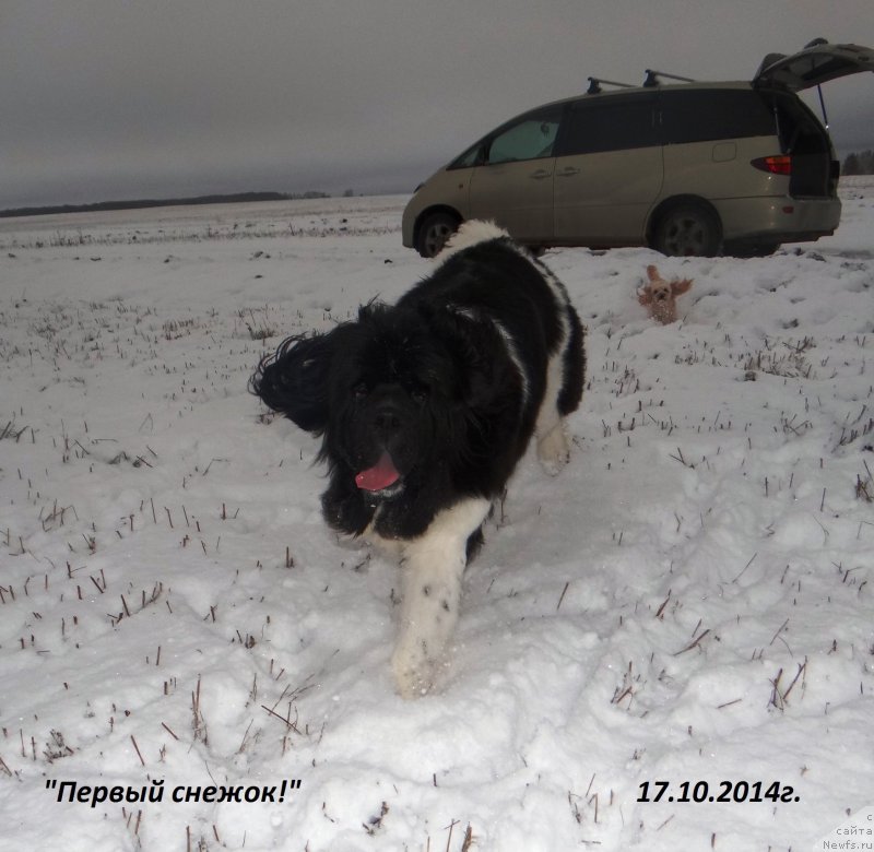 Фото: ньюфаундленд Fiamettahauz Pretti Drim (Фиаметтахауз Претти Дрим)