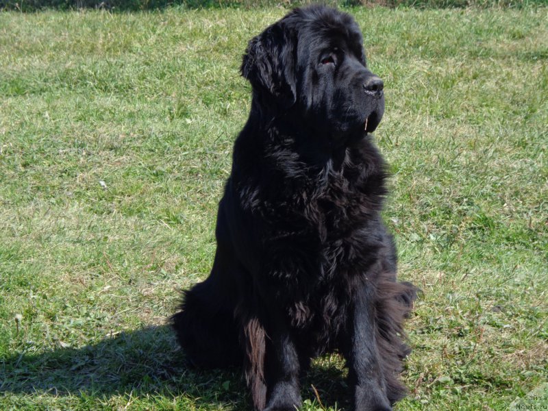 Фото: ньюфаундленд Super Premium Nemessis (Супер Премиум Немессис)