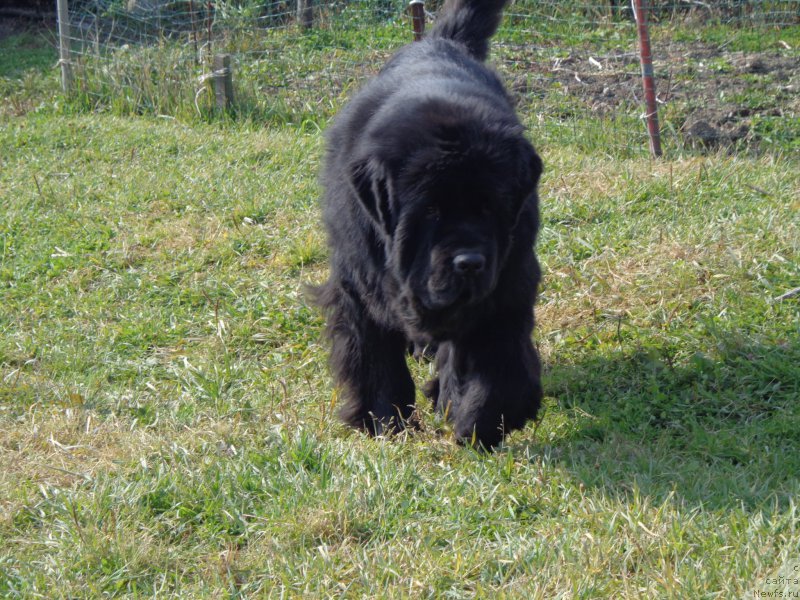 Фото: ньюфаундленд Super Premium Mikado (Супер Премиум Микадо)