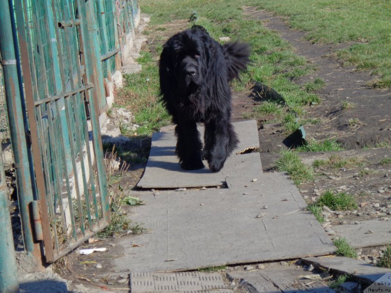 Фото: ньюфаундленд Super Premium Nao Del Trato (Супер Премиум Нао Дел Трато)