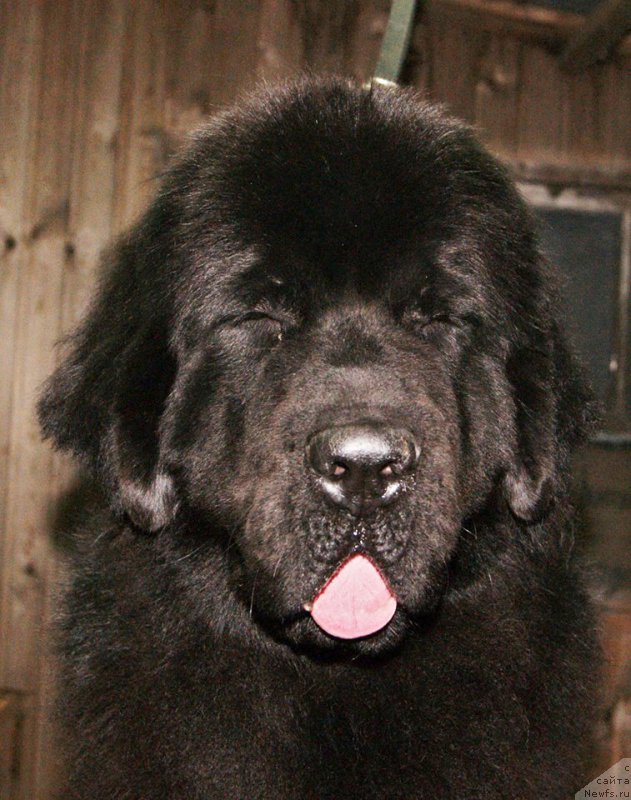 Фотография № 166285