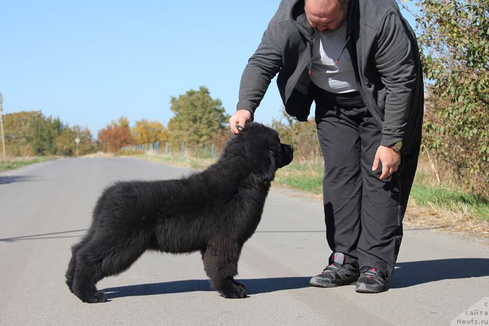 Фото: ньюфаундленд A'Portos s Berega Dona (А'Портос с Берега Дона)
