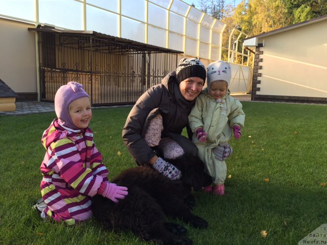 Фото: ньюфаундленд Aramis s Berega Dona (Арамис с Берега Дона)