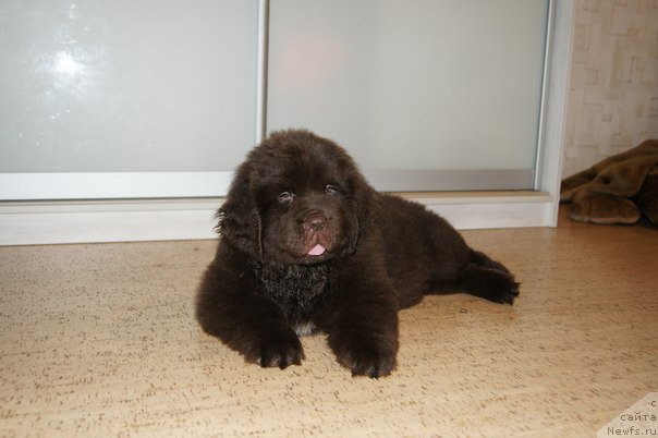 Фото: Черный Шарм Дензел Вашингтон