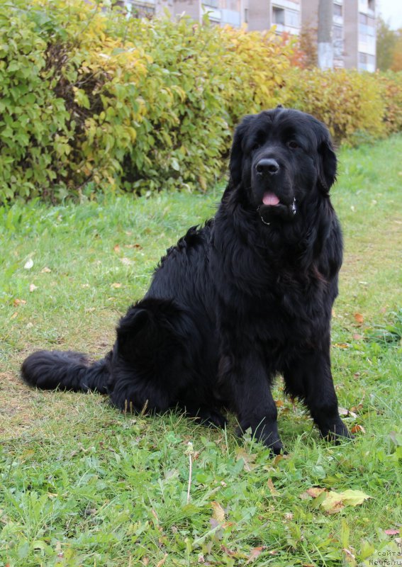 Фото: ньюфаундленд Valmond Pobeditel (Валмонд Победитель)