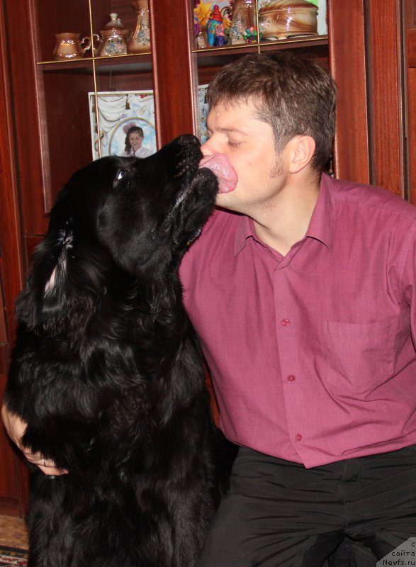 Фото: ньюфаундленд Valmond Pobeditel (Валмонд Победитель), Roman Aganichev (Роман Аганичев)