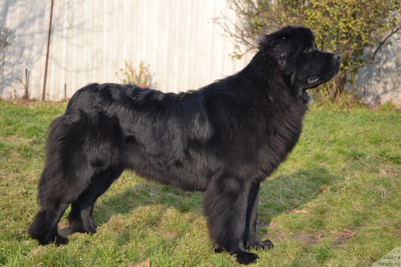 Фото: ньюфаундленд Talisman Morya Magiya Voln (Талисман Моря Магия Волн)