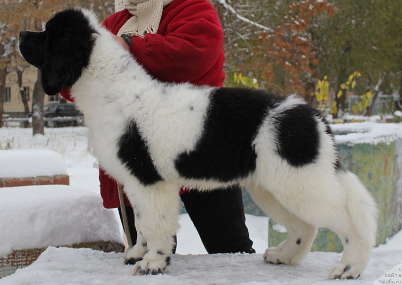 Фотография № 166330