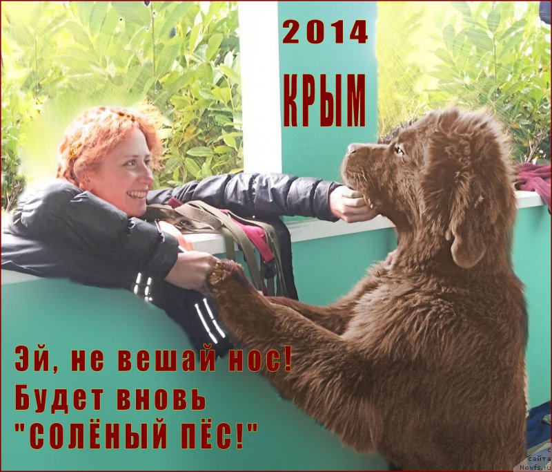 Фото: ньюфаундленд Fann'yuf Jelannaya Madmuazel' SHante Blyuz (Фанньюф Желанная Мадмуазель Шанте Блюз), Natal'ya Selezneva (Наталья Селезнева)