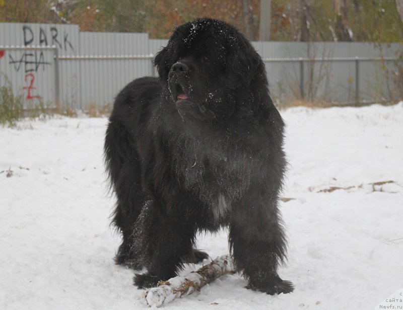 Фото: ньюфаундленд Mag Ispolin Loyengrin (Маг Исполин Лоэнгрин)