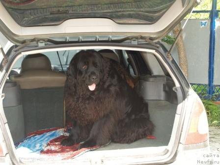 Фото: ньюфаундленд Pontus Pit (Понтус Пит)