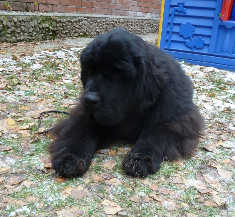 Фото: ньюфаундленд Rose Wanted Impressing Stunningly