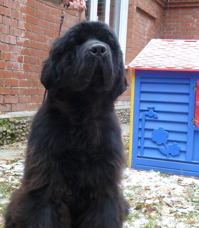 Фото: ньюфаундленд Rose Wanted Impressing Stunningly