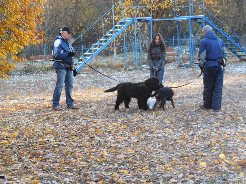 Фото: ньюфаундленд Chernaya Mafia Shot in the Dark (Черная Мафия Шот ин тхе Дарк)