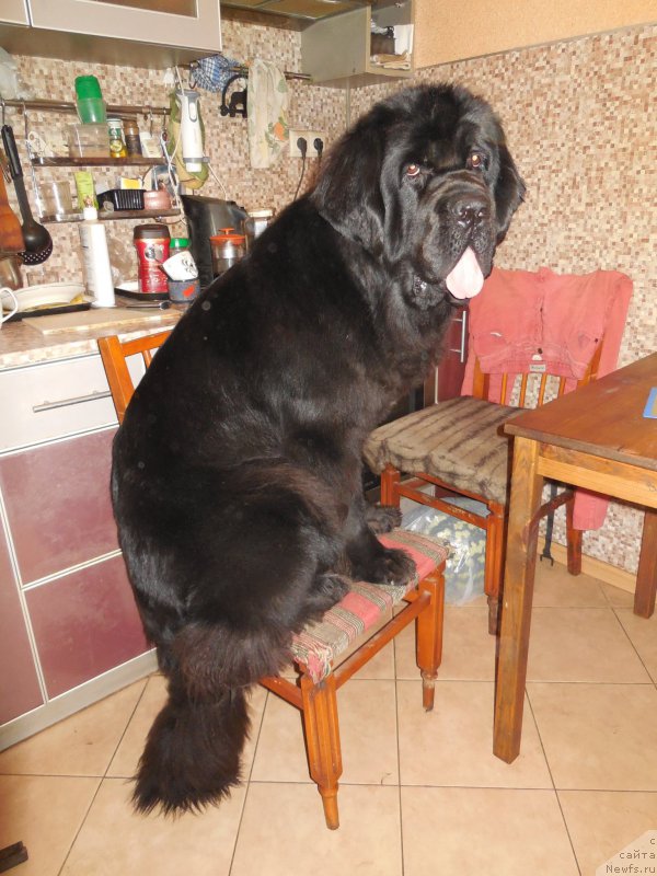 Фото: ньюфаундленд Toptyzhka Galatea Morskaya Nereida (Топтыжка Галатея Морская Нереида)