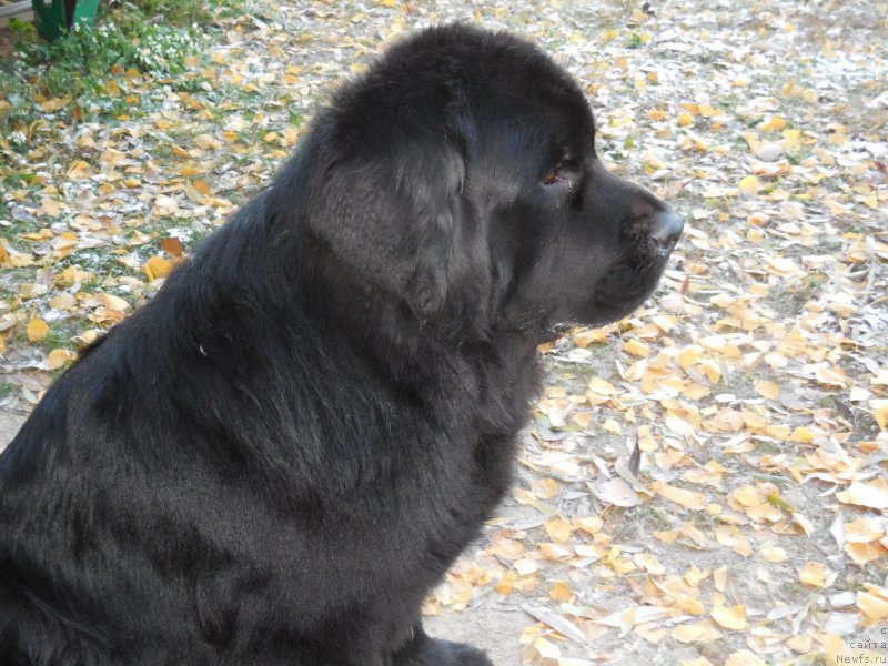 Фотография № 166383