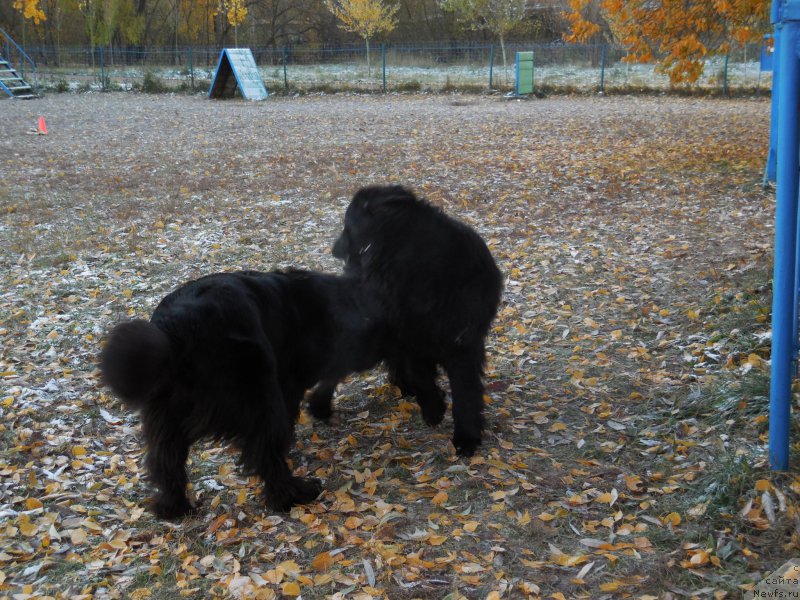 Фото: ньюфаундленд Toptyzhka Geroy Nashego Vremeni (Топтыжка Герой Нашего Времени), ньюфаундленд Toptyzhka Galatea Morskaya Nereida (Топтыжка Галатея Морская Нереида)